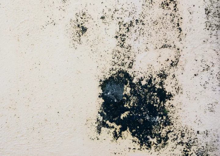 تست کپک یا mold در خانه