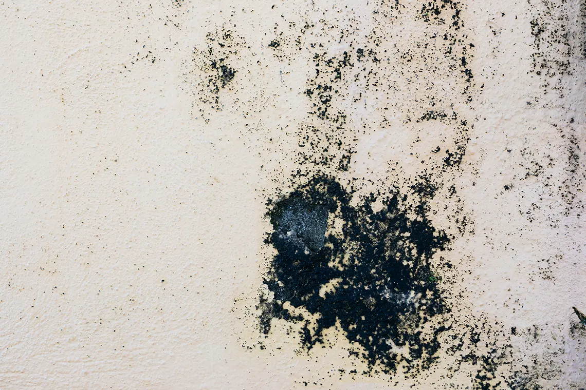 تست کپک یا mold در خانه